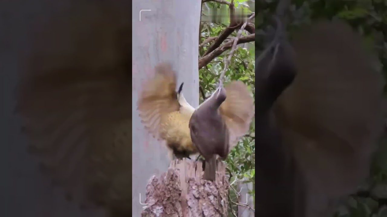 Victoria's riflebird's funny mating dance | Journey to the wild 