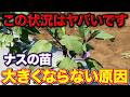 【初期が大事】ナスの苗がなかなか大きくならないのは〇〇が原因です