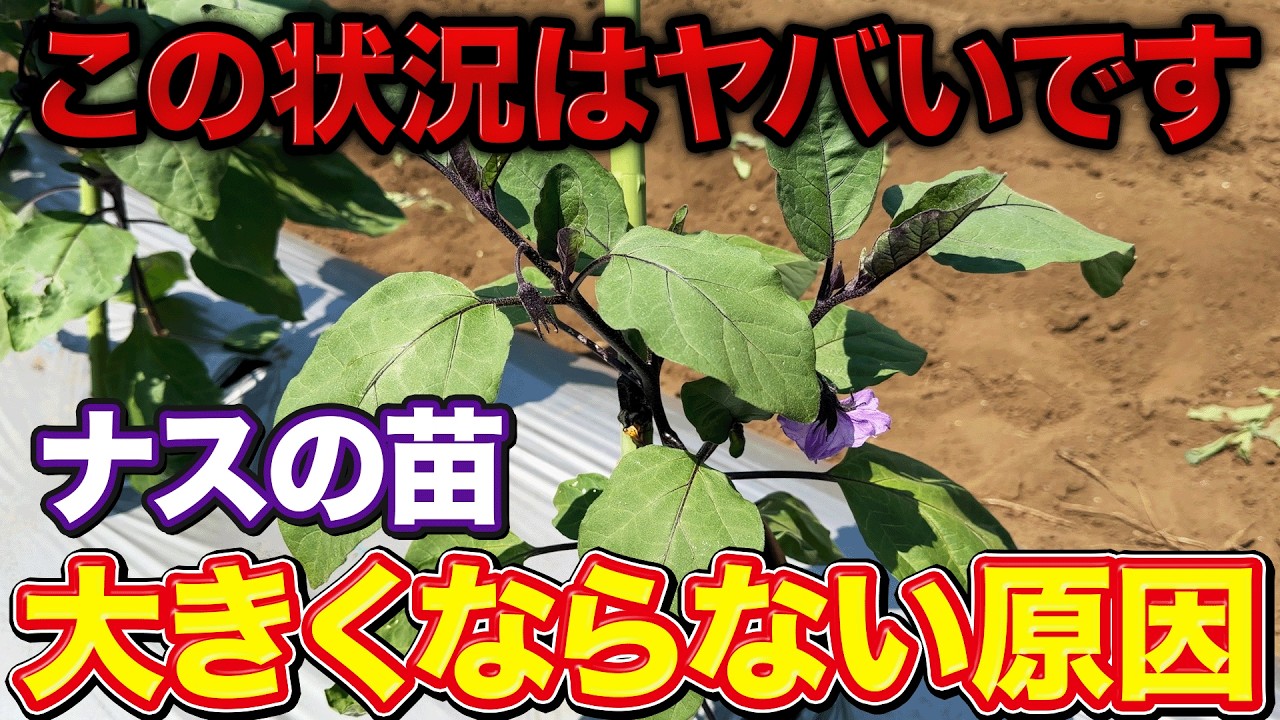 【初期が大事】ナスの苗がなかなか大きくならないのは〇〇が原因です