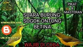 SUARA BURUNG SOGOK ONTONG BETINA#pikatburung#suaraburung#sogokontong#suaraocehanburung