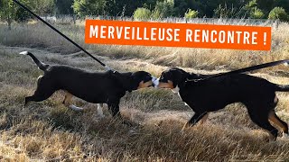 Merveilleuse rencontre entre deux chiens Bouviers d'Entlebuch 😍 à l'Élevage des Joyeuses Gambades by Joyeuses Gambades 4,993 views 3 years ago 3 minutes, 11 seconds