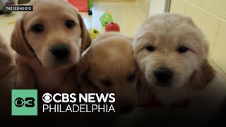 Nonprofit The Seeing Eye recruiting volunteers to help raise puppies