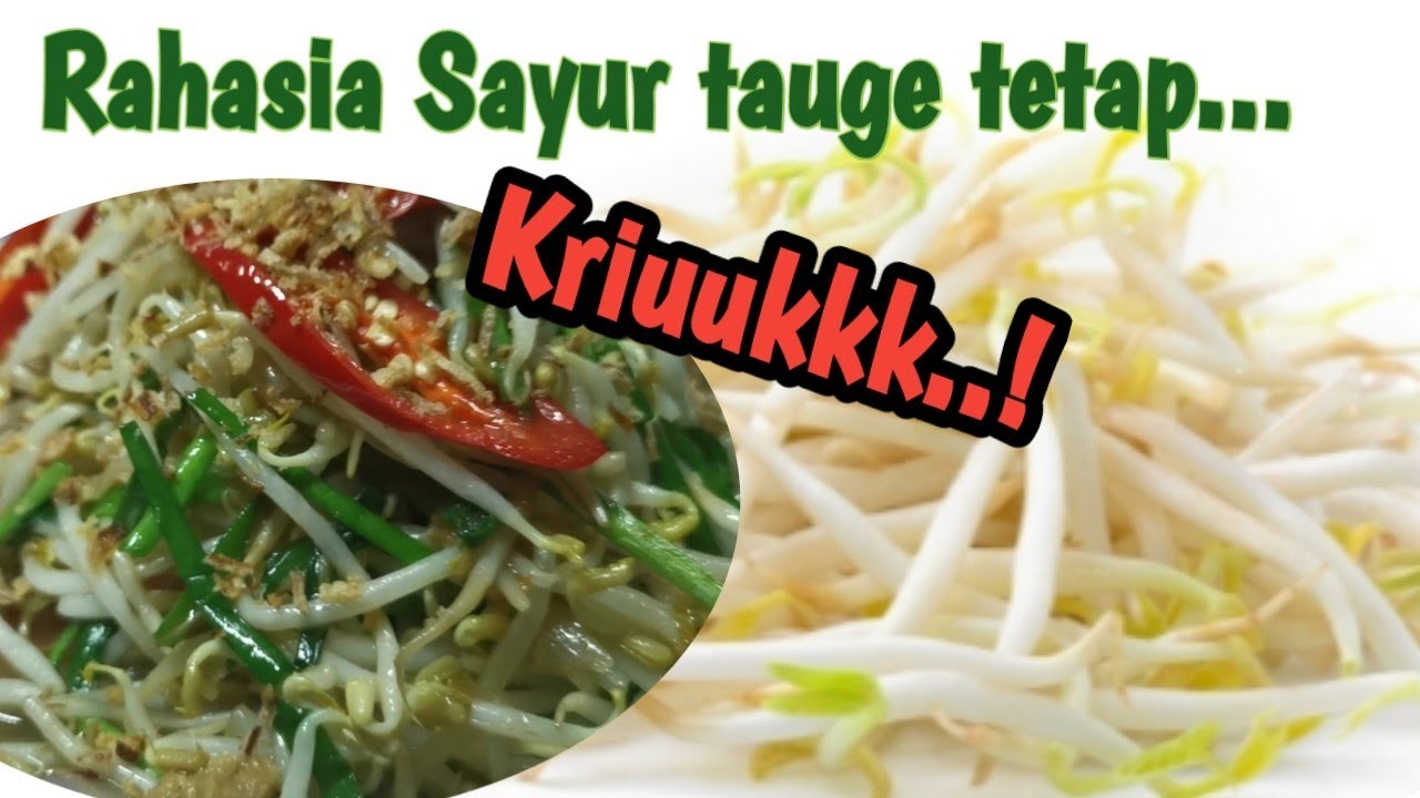 cara masak toge/cambah tetap renyah YouTube cara masak toge/cambah tetap renyah YouTube