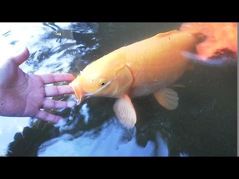 癒しの池の可愛いい鯉達 Cute Koi In Healing Pond Youtube