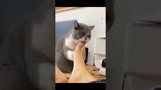 Funniest cats videos #catlover  #cat #cats #shorts