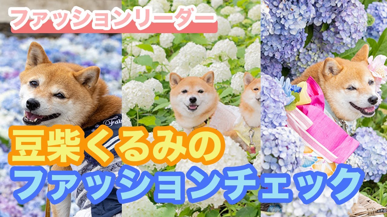 犬服 ファッションリーダー豆柴くるみのファッションチェック Youtube 犬服 ファッションリーダー豆柴くるみのファッションチェック Youtube