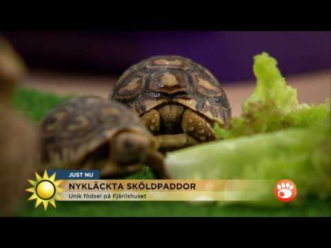 Video: Vad är Landsköldpaddor