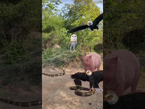 Owl Pig Eagle And 2 Snake #shorts #owl #eagle