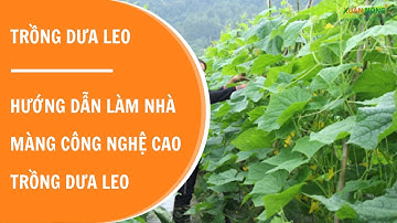 Hướng dẫn làm nhà màng công nghệ  cao trồng dưa leo