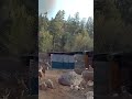 Oh deer 🦌