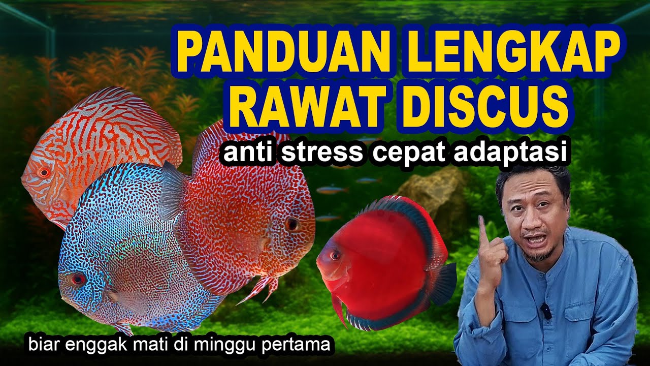 PANDUAN LENGKAP RAWAT IKAN DISCUS - ANTI STRES CEPAT ADAPTASI BIAR ENGGAK MUDAH MATI | MAIN IKAN ID