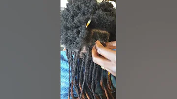 Fresh Dreadlocks 