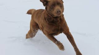 Exploring the Special Relationship between the Chesapeake Bay Retriever and Other Retriever Breeds
