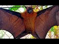 வவ்வால் (BAT)