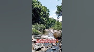CÂY RỪNG ĐỘC LẠ BỜ SUỐI THÁC TRÊN TÂY NGUYÊN HÙNG VĨ.