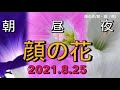 【顔の花】朝顔・昼顔・夜顔の花(2021.8.25)