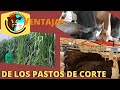 VENTAJAS QUE OBTENEMOS CON EL PASTO DE CORTE...