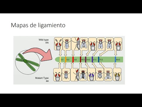 Vídeo: Mapeo De Interacciones Genéticas En Cáncer: Un Camino Hacia Terapias De Combinación Racional