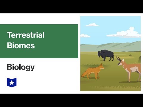 Хуурай газрын биом ба экосистем | Биологи