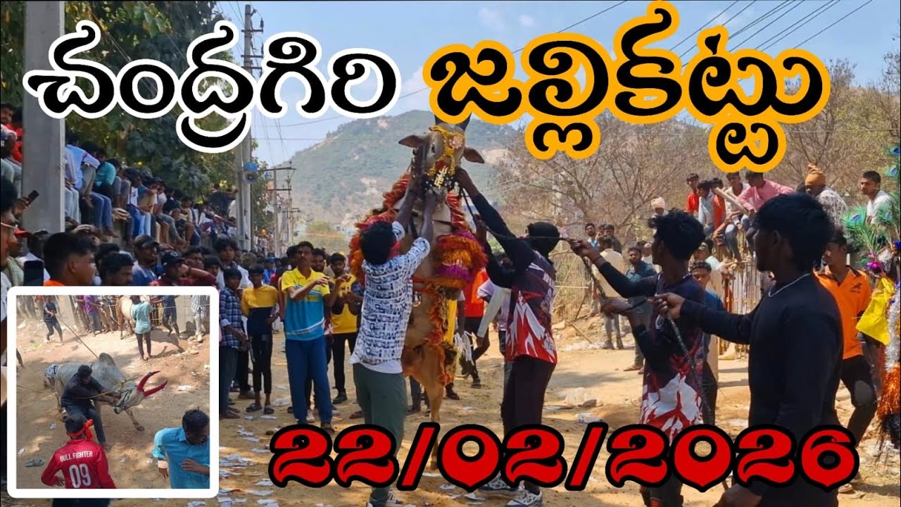 చంద్రగిరి జల్లికట్టు💥💥🐂 22/02/2026 Chandragiri Jallikattu 💥💥🐂#jallikattu 