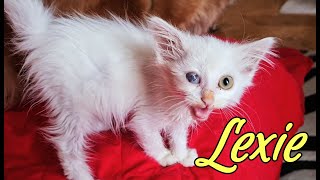 Transformation of my one-eyed kitten! (don't miss the last scene) by LaSana 272 views 6 months ago 8 minutes, 24 seconds