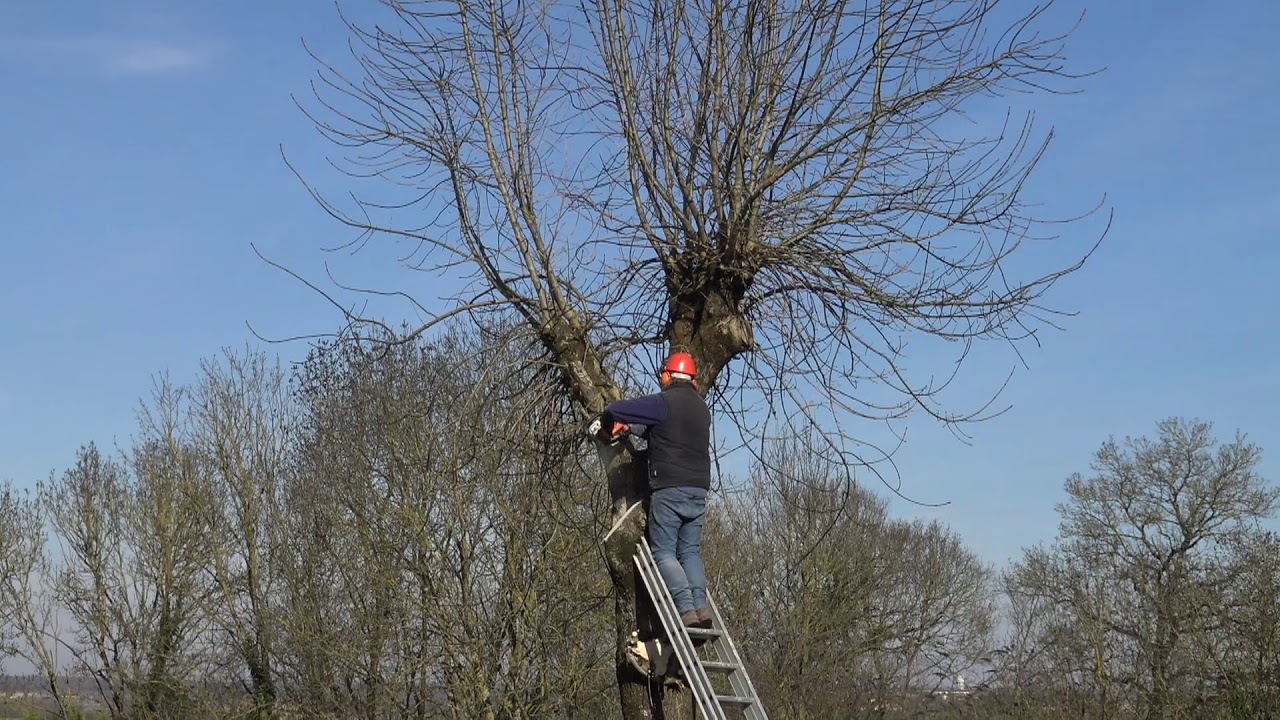 camera iphone 8 plus apk Tree surgery