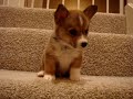Butterball Downstairs
