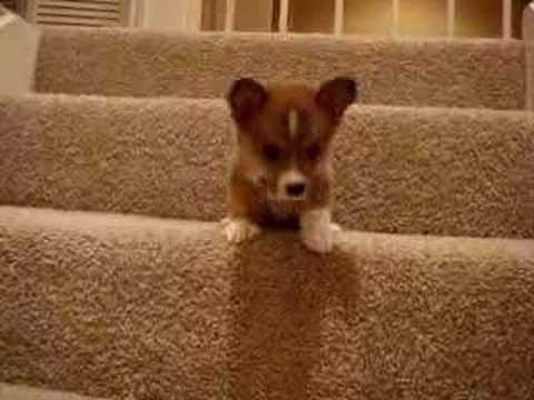 Cute Corgi Puppy Tries to Climb Up The Stair animated gif