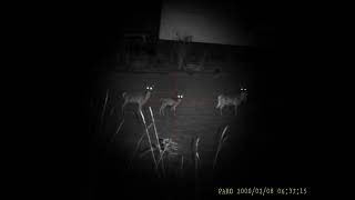 VIDEO TEST PARD FD1 NIGHT and DAY video, NIGHT HUNTING PARD FD1