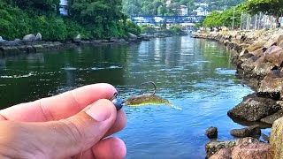 ESTE MICRO CAMARÃO NÃO PODE FALTA SE FOR PESCAR ROBALO NO CANAL DA BARRA DA LAGOA EM FLORIANÓPOLIS