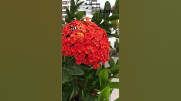 সূরাঃ ১১৩/ আল-ফালাক | Al-Falaq | سورة الفلق আয়াতঃ ৫  মাক্কী