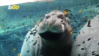 You Have To See How Chill This Hippo Is screenshot 3