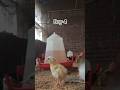 Day-4 आज कुछ unexpected हुआ #poultry #shorts