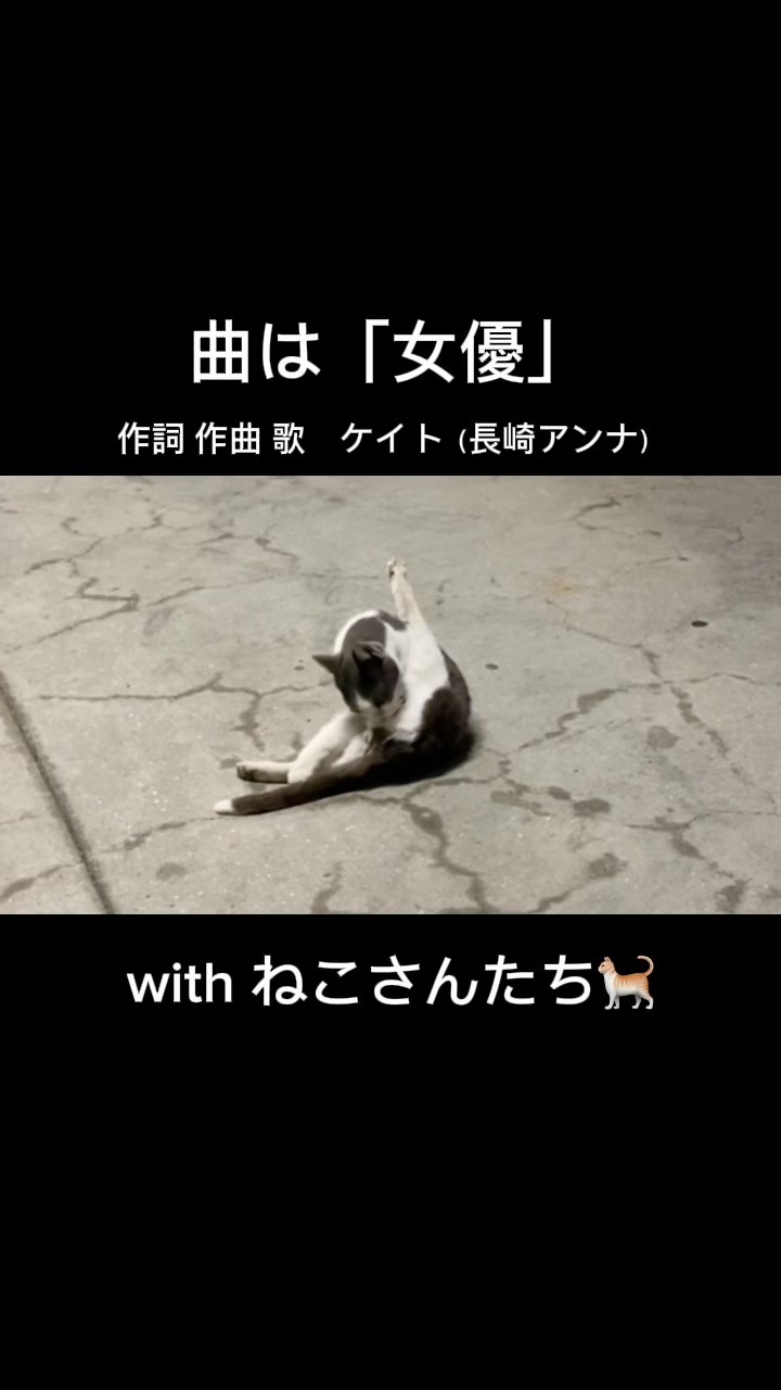 ねこさんたち - YouTube