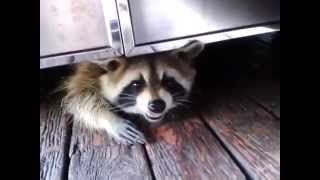 raccoon under my BBQ  raton laveur sous mon bbq