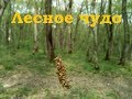 Лесное чудо. Клянусь, ни капли монтажа!