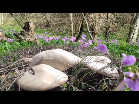 Сбор грибов 2023 в апреле, грибы синеножка или рядовка лиловоногая, грибы Крыма 2023