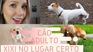 ENSINANDO CACHORRO ADULTO A FAZER XIXI NO LUGAR CERTO  Bruna Harmel