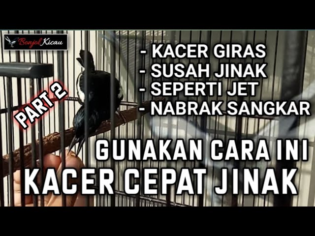 Menjinakan Kacer Giras - Dengan Cara Ini Kacer Lebih Cepat Jinak - Tahap 2 class=