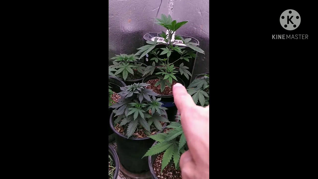 garden tour optic slim 600h 