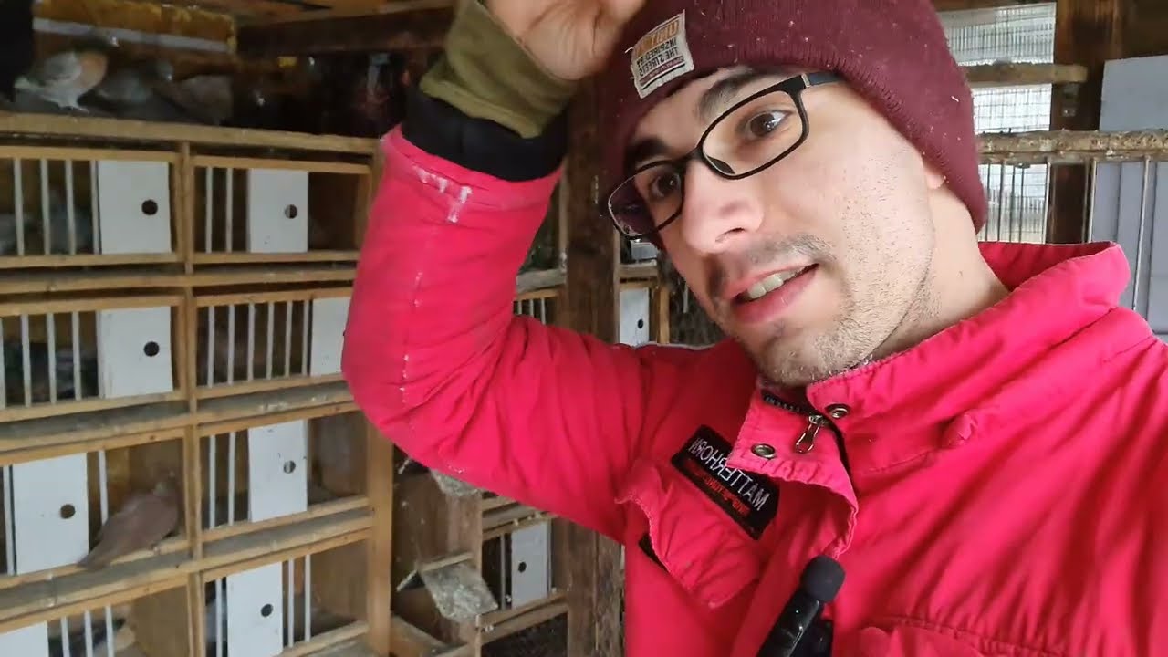 Viața la țară 👍 Am băgat la împerecheat Voiajorii și încă nu sunt decis cum fac toate perechile🕊