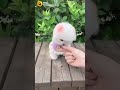 tea cup dog #shorts