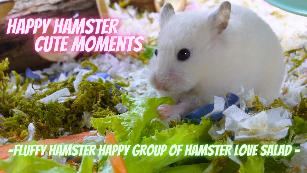 My happy syrian bear hamster happy eat fresh food vegetable is favorite food of hamster, Cute