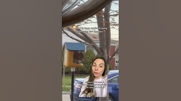 how to keep squirrels away from your bird feeder 🐿️ #birdfeeder #squirrels #birds #birdlover