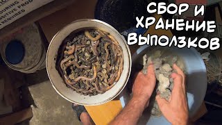 Как собирать и хранить выползков