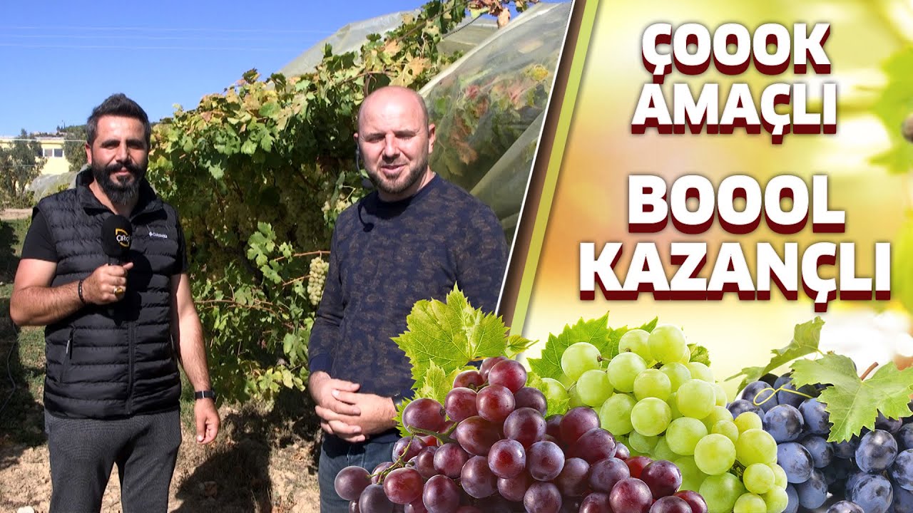 Çok Amaçlı, Bol Kazançlı Meyve: Müşküle Üzümü - Meyveci