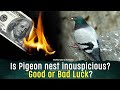 Is pigeon nest inauspicious should you remove pigeon nest pigeon nest bring bad luck vastu shastr