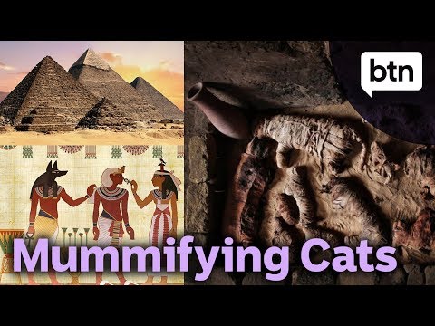 Why Did Ancient Egyptians Mummify Cats?