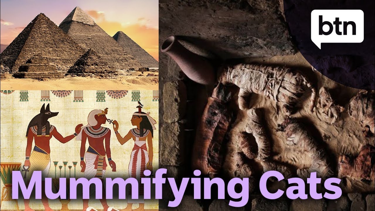 Why Did Ancient Egyptians Mummify Cats? - YouTube