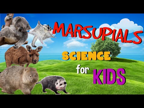 Video: Atšķirība Starp Monotrēmiem Un Marsupials